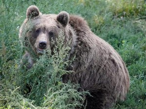 Akibat Perubahan Cuaca, Beruang di Amerika Lebih Pilih Makan Berry Dibanding Salmon