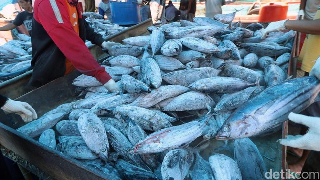 Ongkos Angkut Ikan Indonesia yang Mahal