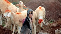 Seorang anak terlihat bermain bersama beberapa ekor domba di Pakistan. REUTERS/Faisal Mahmood.