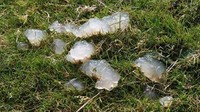 Hujan berbentuk seperti tumpahan jelly terjadi di Skotlandia. Ilmuwan turun tangan untuk meneliti benda apakah itu namun belum ada hasil. Beberapa spekulasi pun muncul. Foto: Internet