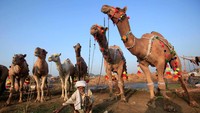Seorang pedagang hewan kurban di Pakistan terlihat menghias beberapa ekor unta demi menarik minat pembeli. REUTERS/Mohsin Raza.