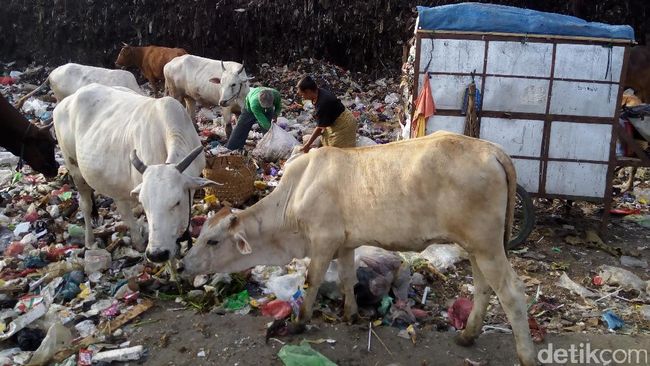 Ini Syarat Menjadikan Sapi Pemakan Sampah untuk Sembelihan 