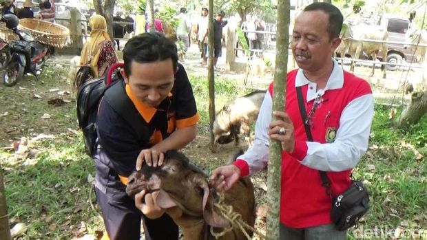 Kambing diperiksa kesehatannya saat dijual di pasar hewan