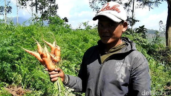 Penampakan Kebun Wortel Gemuk Ilegal Asal China