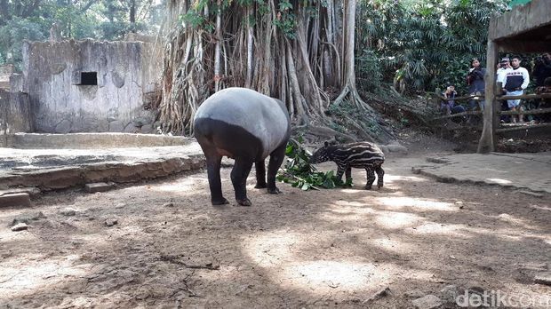 Siapa Mau Jadi Cari Bapak Asuh Bayi Tapir di Bunbin Bandung?