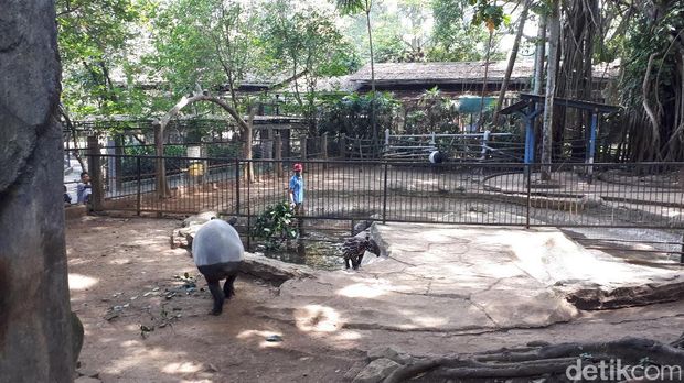 Bayi Tapir Langka Lahir di Bunbin Bandung