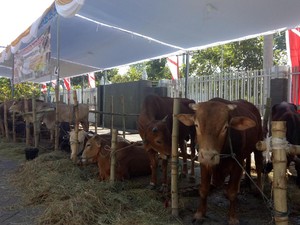 Sebelum Menyembelih, Perhatikan Kesejahteraan Hewan Kurban