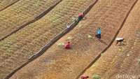 Di sana tinggal suku Moni yang jumlahnya mungkin ratusan. Kaum wanita di sana yang sudah menikah disebut mama (sama seperti di daerah Papua lainnya), sehari-hari mereka juga membanting tulang untuk hidup (Afif/detikTravel)