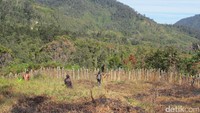 Salah satu wilayah pedalaman Papua adalah Ugimba di Kabupaten Intan Jaya. Untuk datang ke sana, harus berjalan kaki 10 jam dari Sugapa yang sebelumnya terbang sekitar 1-2 jam dari Timika (Afif/detikTravel)