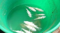 Hujan ikan pernah terjadi beberapa kali di Australia. Belum diketahui apa penyebab terjadinya hujan ikan tersebut.