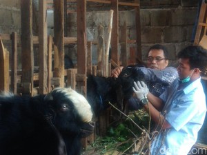 Antisipasi Mati Mendadak, Disnak Kota Kediri Periksa Hewan Kurban