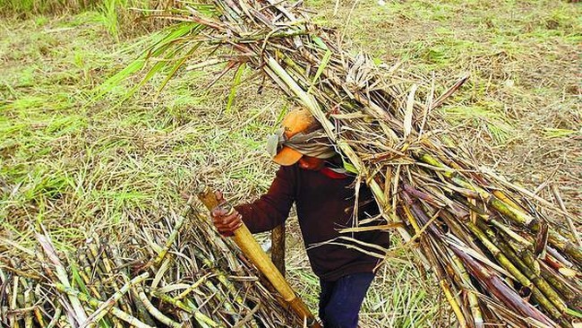 Ini Jurus Pemerintah Biar Industri Nggak Terus-terusan Impor Gula