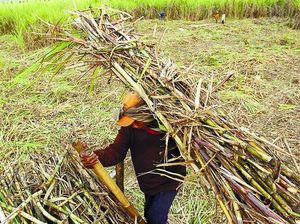 Bulog Wajib Beli Gula Petani Rp 9.700/Kg