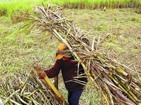 Ini Jurus Pemerintah Biar Industri Nggak Terus-terusan Impor Gula