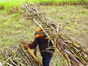 Bagaimana BUMN Kebut Swasembada Gula dan Sejahterakan Petani?
