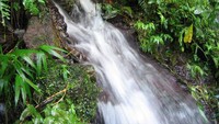 Tahun 1997, UNESCO menyematkan Taman Nasional Morne Trois Pitons termasuk Boiling Lake di dalamnya sebagai Situs Warisan Dunia. Dari Roseau, ibukota negara Dominika ke taman nasionalnya hanya berjarak 11 km. Namun untuk tiba di danaunya, harus trekking masuk hutan selama 4 jam lebih lamanya dan bisa juga menjumpai mata air seperti ini (Dok. UNESCO)