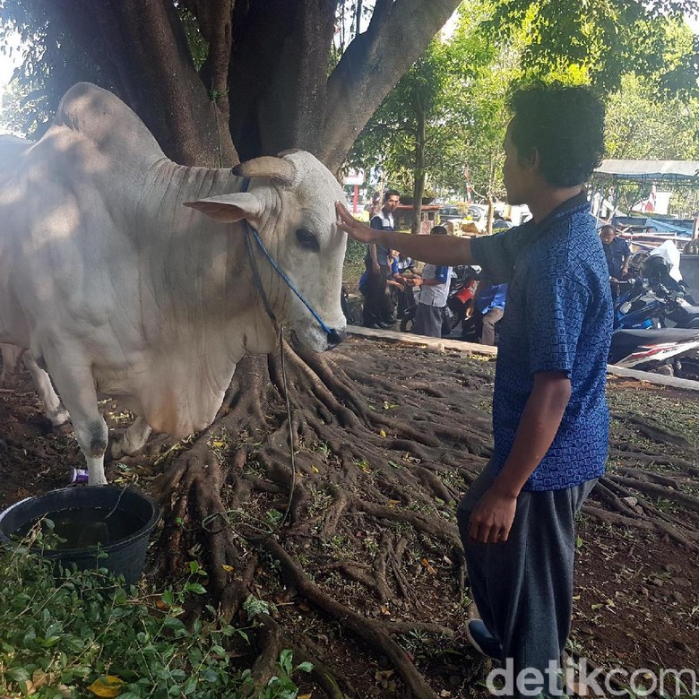 Sapi Sumbangan Jokowi Seberat 1,2 Ton Jadi Tontonan Warga 