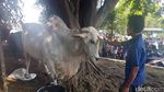 Pose Jokowi Bareng Sapi Kurban 1,2 Ton