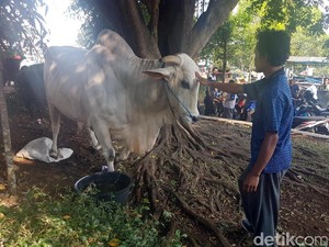 Sapi Sumbangan Jokowi Seberat 1,2 Ton Jadi Tontonan Warga Sukabumi