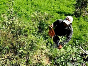 Lahan Wortel dari Bibit Asal China di Banjarnegara akan Diisolasi
