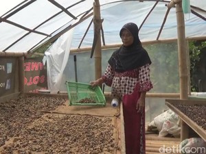 Ngopi di Warung Kopi Luwak Ini Bisa Juga Ngintip Proses Pembuatannya