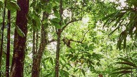 Rupanya, salah satu fenomena alam yang bikin geleng-geleng kepala juga ada di Dominika. Fenomena alam berupa danau luas yang mendidih, panas dan mengeluarkan asap. Inilah Boiling Lake yang artinya jelas: Danau Mendidih! Traveler harus menembus hutan sebelum menjumpainya (Dok. UNESCO)