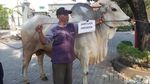 Ini Sapi Kurban Jokowi, Simental Brahman hingga Ongole