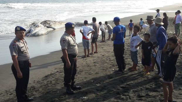  Bangkai Paus di Pantai Yeh Kuning Bali jadi tontonan warga