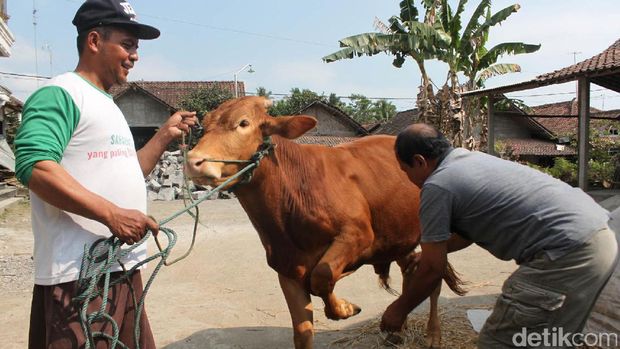 yasmudi warga Magelang, tukang pijat sapi