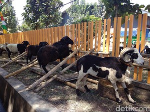 Jelang Idul Adha, Penjual Hewan Kurban di Garut Kuasai Trotoar