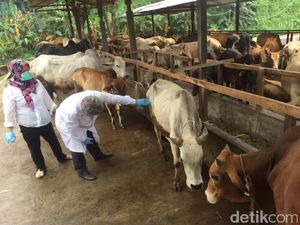 Pemprov Jamin Hewan Kurban di Jakarta Sehat