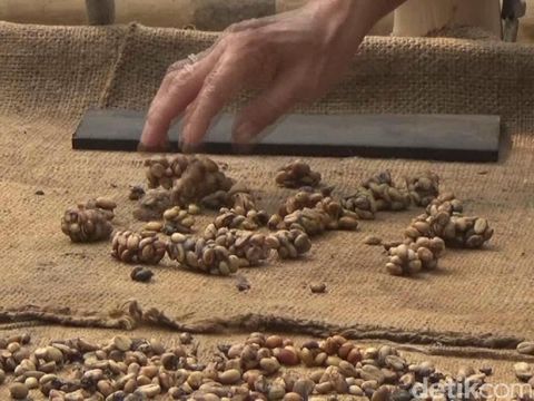 Biji kopi keluar bersama kotoran luwak/