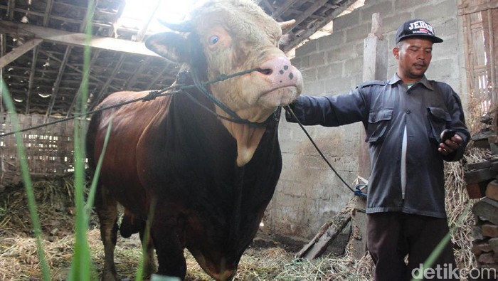 Seno dan Gatotkaca, Sapi Terberat di Kabupaten Magelang