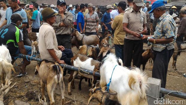 jual beli kambing jelang idul Adha
