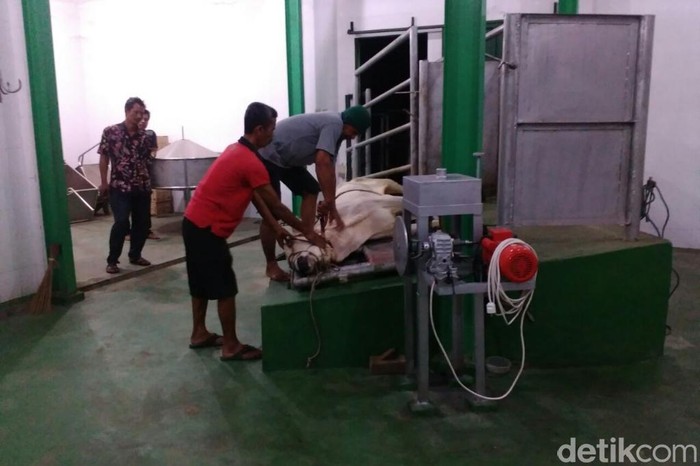 Sapi Betina Dilarang Dipotong Meski Permintaan Daging Tinggi