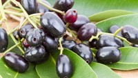 Plum, jenis buah yang masih jarang diketahui orang ini juga memiliki manfaat kesehatan bagi tubuh, salah satunya menangkal radikal bebas. Foto: Thinkstock