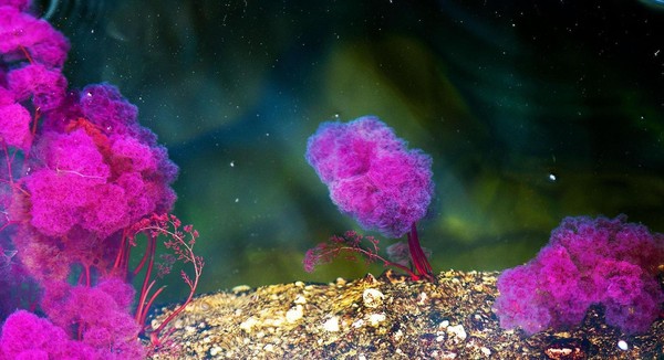 Menurut otoriter lingkungan setempat, tanaman langka atau endemik yang menyebabkan beragam warna itu disebut macarenia xlavigera. Tanaman inilah yang menghiasi dasar Sungai Cano Cristales sepanjang 100 Km. Eric Mohl/BBC Travel Menurut otoriter lingkungan setempat, tanaman langka atau endemik yang menyebabkan beragam warna itu disebut macarenia xlavigera. Tanaman inilah yang menghiasi dasar Sungai Cano Cristales sepanjang 100 Km. Eric Mohl/BBC Travel