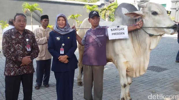 Sapi Kurban Presiden Jokowi untuk Warga Pundong Bantul