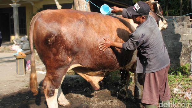 sapi terberat di Kabupaten Magelang