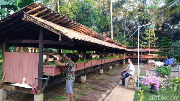 penjualan hewan kurban di Gunungpati, Semarang
