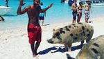 Foto: Pantai Ini Penuh... Babi