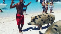 Babi yang ramah, tidak takut manusia, dan jago berenang menjadi salah satu daya tarik wisatawan bila berkunjung ke Pig Island (Travel Bahamas/ Facebook)