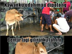 Belasan Meme Pesan Terakhir Para Hewan Kurban