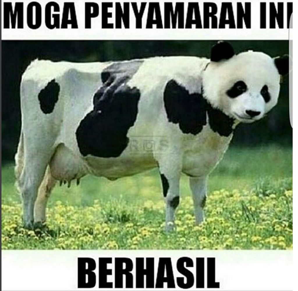 Belasan Meme Pesan Terakhir Para Hewan Kurban Foto 11