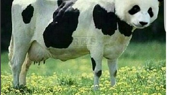 Badan sapi dengan muka beruang. (Foto: Internet)