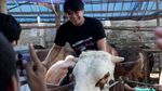 Naik Sapi 1 Ton, Billy Syahputra Girang Banget