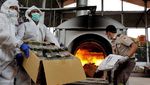 Foto: Berbakteri, 15.095 Bibit Anggrek Asal Filipina Dimusnahkan