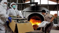 Bibit angrek tersebut dimusnahkan dengan cara dibakar. Pool/Dok. Kementan.