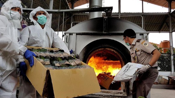 Foto: Berbakteri, 15.095 Bibit Anggrek Asal Filipina Dimusnahkan