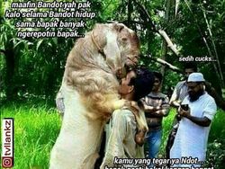Belasan Meme Pesan Terakhir Para Hewan Kurban